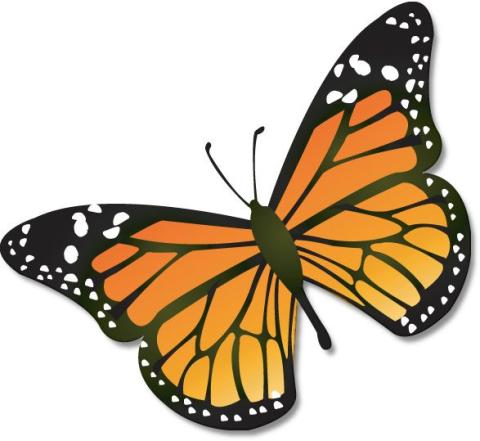 monarch butterfly