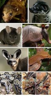 images of different animals like armadillo, chinchilla and fruit bat