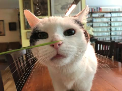 White cat sniffing a blade of grass