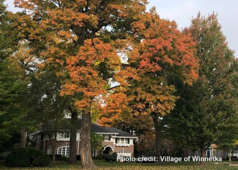 Winnetka home with fall foliage