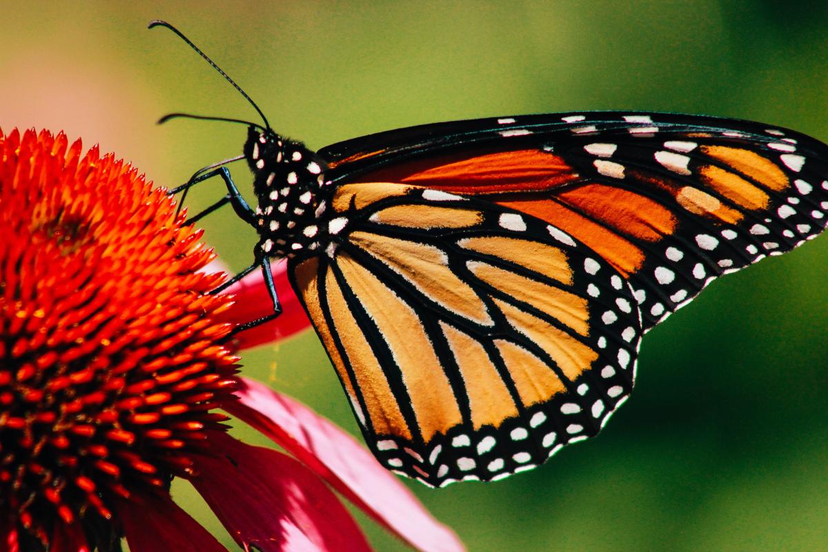 Butterfly on a flower 