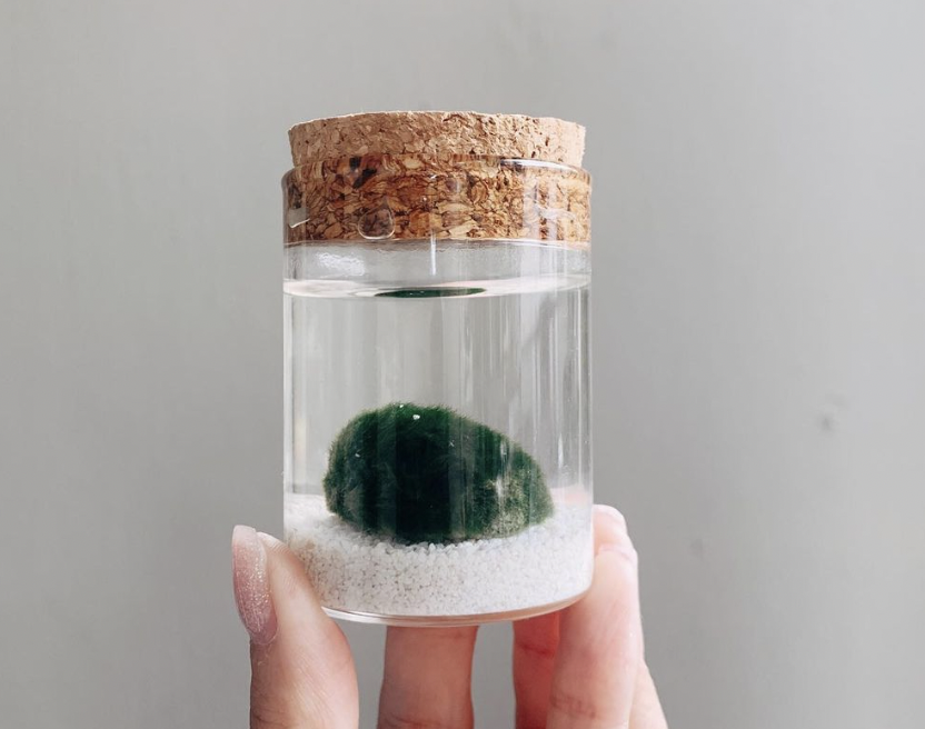 moss ball in a jar